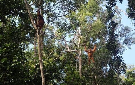 Semenggoh Nature Reserve 1