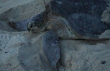 Turtle Island Park