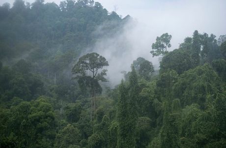 Deramakot Forest Reserve