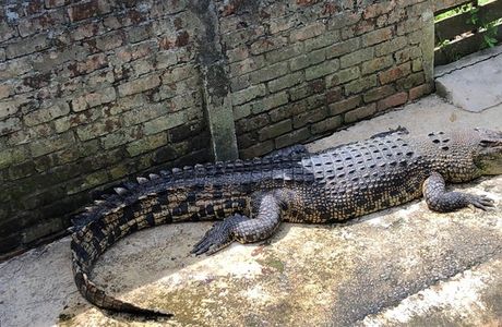 Sandakan Crocodile Farm