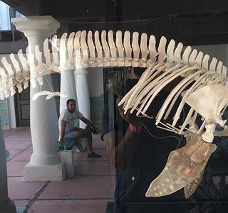 Intercultural Center for the Study of Deserts and Oceans