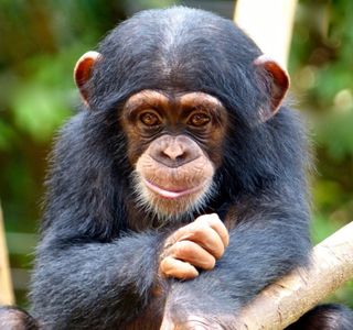 Tacugama Chimpanzee Sanctuary