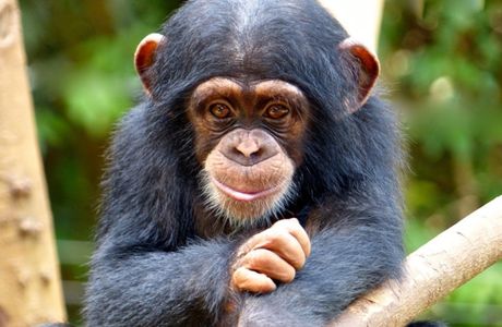 Tacugama Chimpanzee Sanctuary