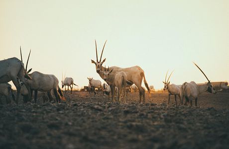 Arabian Oryx Sanctuary