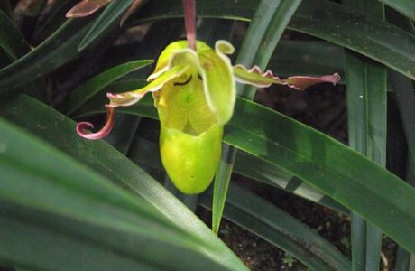 Aprovaca (The Orchid Nursery & Conservation Center)