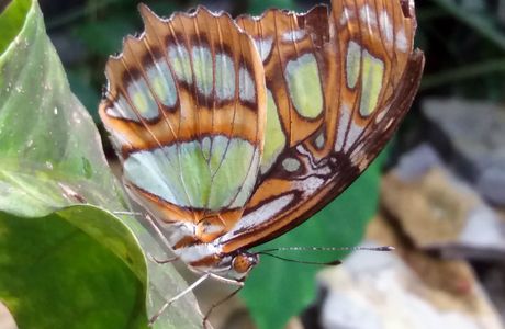 Butterfly Haven