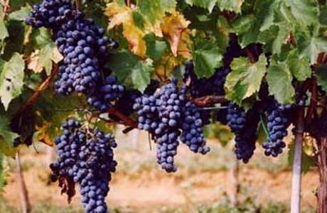 Azienda Bruni
