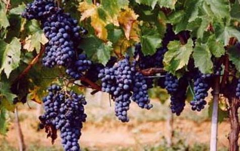 Azienda Bruni 1