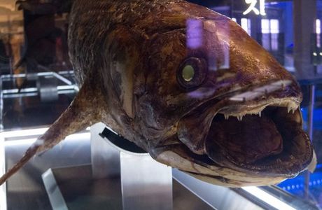 Surugawan Deep Sea Fish Museum