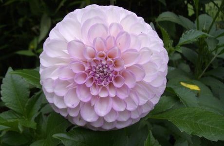 Barakura English Garden