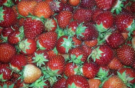 Ranran Strawberry Farm