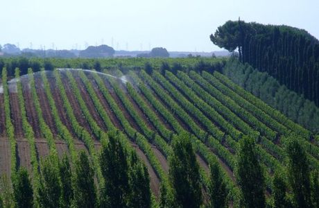 Rutuli Vineyard