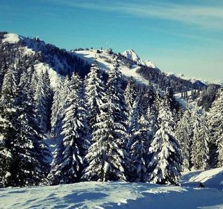 Foresta Millenaria di Tarvisio