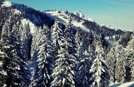 Foresta Millenaria di Tarvisio