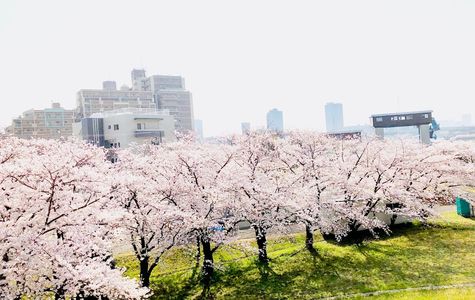Yodogawa Kasen Park 1