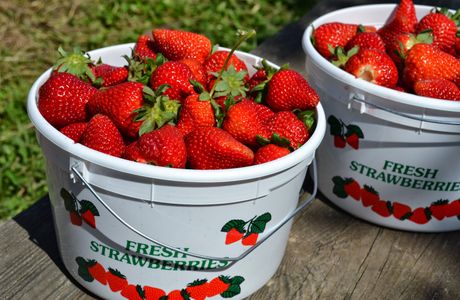 Strawberry Farm Haru