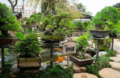 Shunkaen BONSAI Museum