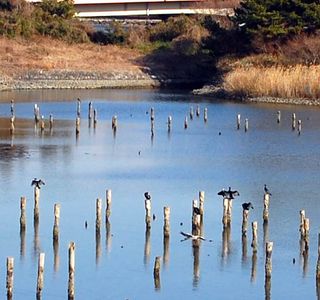 Tokyo Port Wildbird Park