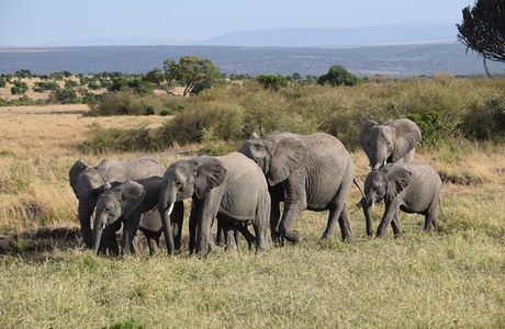 Let's Go Wild Safaris - Day Tours