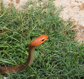 Snake Park