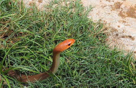 Snake Park