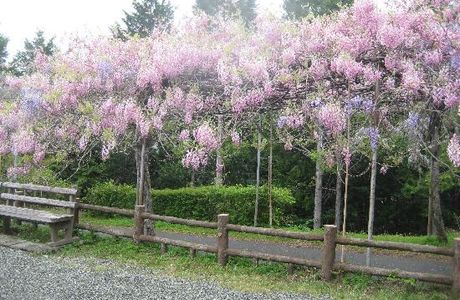 Miyama no Sato Shinrin Park