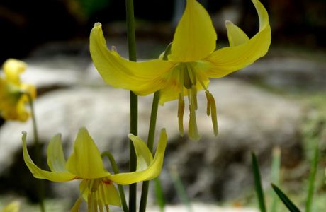 Erythronium Ground