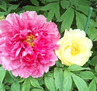 Mobara Peony Garden