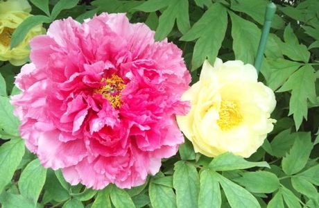 Mobara Peony Garden