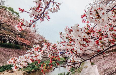 Cherry Blossom Trees along Sotome