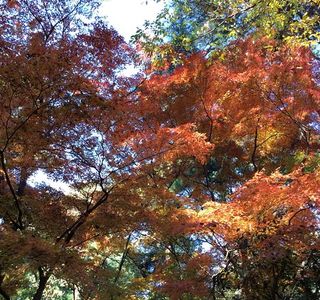 The University of Tokyo, Tanashi Forest