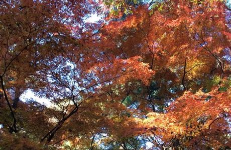 The University of Tokyo, Tanashi Forest