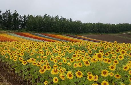 Yoshida Tomita Farm