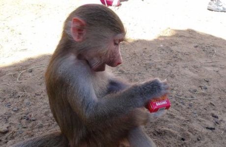 Posh Paws Animal Sanctuary and Petting Zoo