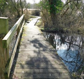 Wheatfen Nature Reserve Surlingham