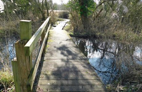 Wheatfen Nature Reserve Surlingham