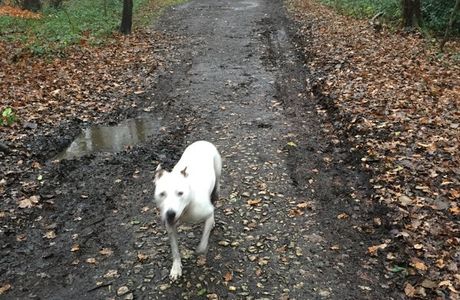 Sandall Beat Wood