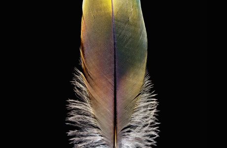 The Plume of feathers