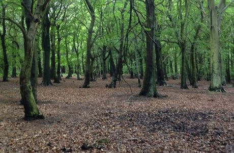 Wombwell Woods