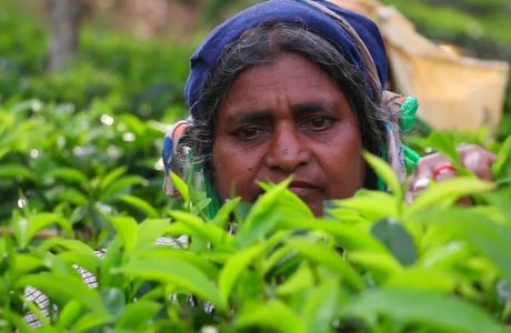 Tea Plantation Workers Museum and Archive