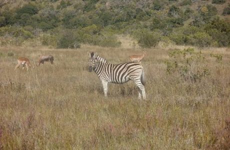 Kwantu Private Game Reserve - Day Visits
