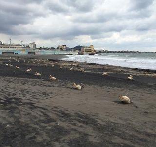 Samyang Black Sand Beach