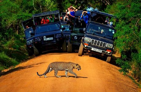 Yala Safari Team / Jeep Safari in Yala National Park