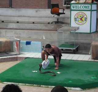 Cobra Show