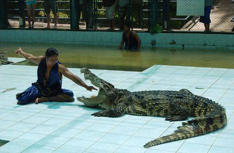 Samui Crocodile Farm