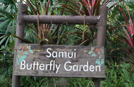 Samui Butterfly Garden