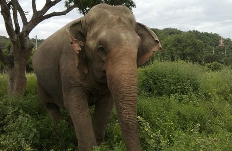 Hutsadin Elephant Foundation