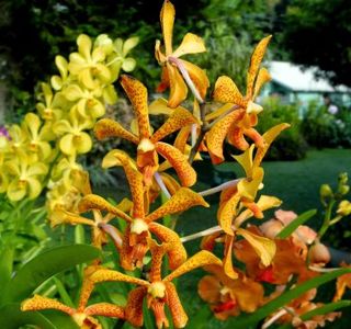 Pablo's Orchids