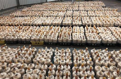 Shenghe Mushroom Farm