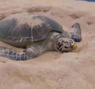 Wangan Green Turtle Tourism and Conservation Center